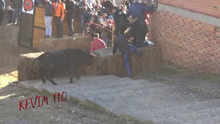 Castrogonzalo 2023 VII Toro de San Anton  toro [upl. by Enahsed617]