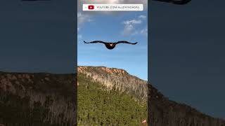 WedgeTailed Eagle Attacks Paraglider over Dalby QLD Australia [upl. by Yevette]