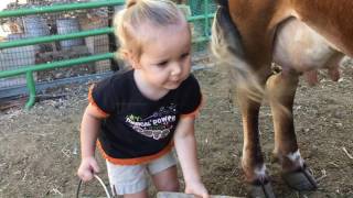 How to Milk a Cow 2 yr Old Baby Emma Milks the Family Cow All By Herself [upl. by Radbourne]