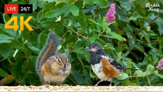 🔴 247 LIVE Cat TV for Cats to Watch 😺 Cute Birds and Squirrels 4K [upl. by Lapointe180]