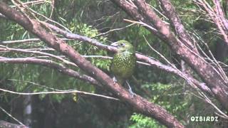 Green Catbird [upl. by Gonyea]