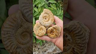 Grammoceras ammonite fossils from the cotswolds fossiliferous shorts [upl. by Attikin]