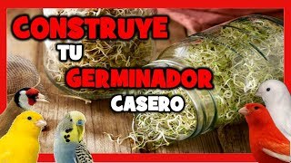 GERMINADOR CASERO para CANARIOS Y PAJAROS 🐤 Como Hacer SEMILLAS GERMINADAS para la CRIA DE CANARIOS [upl. by Nittirb776]