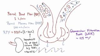 Glomerular Filtration Rate GFR and Filtration Fraction FF [upl. by Ahsimek416]