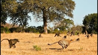 Leopard vs Baboon Fight and Baboon Win [upl. by Leizo]