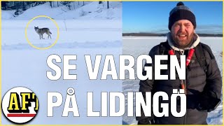 Fredrik 33 mötte vargen på Lidingö ”Den var nyfiken” [upl. by Anaahs122]