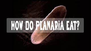 How does a Planarian eat [upl. by Laenahtan]