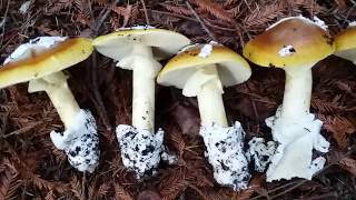 Amanita Calyptrata  Coccora in Central California [upl. by Atillertse]