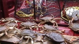 dungenesscrab crabbing FILL YOUR CRAB TRAPS video DUNGENESS CRABBING SEASON BRITISH COLUMBIA [upl. by Jephthah]