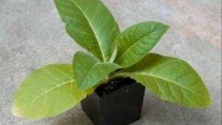 Planting and growing your own Organic Tobacco [upl. by Anaitsirhc]