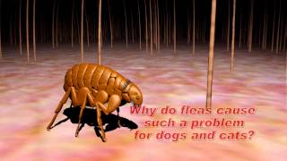 Understanding Flea and Tick Control [upl. by Novyak]