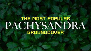 The Most Popular Ground Cover  PACHYSANDRA [upl. by Assenna]