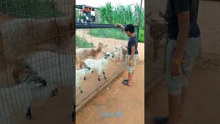 Cute goats🐐🐐  ARYAN NIHAR M  goat sheep shorts messi animals nature wildlife viralhog [upl. by Nywrad926]