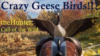 Crazy Goose Birds theHunter COTW cotw cotwgameplay callofthewild [upl. by Claudy354]