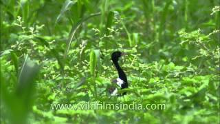 Deep inside Jowar fields of Sonkhaliya Lesser Florican [upl. by Seidule]