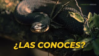 19 TIPOS de SERPIENTES del MUNDO 🐍 Serpientes Venenosas no venenosas y exóticas [upl. by Ares]