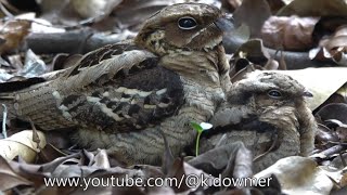 NIGHTJAR Chick is 23 days old [upl. by Lower]