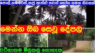 Coconut amp pepper Land With house For Sale in Kurunegala  gewal  idam  Idam Kadam [upl. by Charlie167]