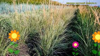 Вейник заостренноцветковый Овердам Краткий обзор описание calamagrostis x acutifolia Overdam [upl. by Mercier]