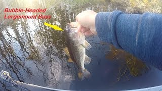 Deformed Largemouth Bass amp Rough Water Conditions Virginia Beach Intracoastal Waterway Fishing [upl. by Antonius]