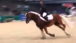 Haflinger Hengst Welano am Sprung [upl. by Onida]