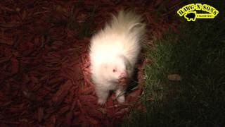 Most Adorable Cutest Rare Baby Albino Skunk Ever [upl. by Oemac]