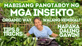 BAKIT WALANG INSEKTO ANG AKING MGA HALAMANG GULAY Tips and Tricks  Organic Way  Haydees Garden [upl. by Ern]