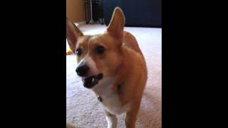 Corgi Barking [upl. by Herv]