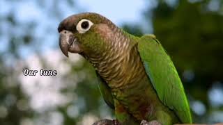 Green Conure Sounds Creates Happy mood [upl. by Ernst25]