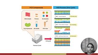 Basics of Polymerase Chain Reaction in Biotechnology [upl. by Adar]