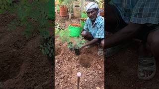 எப்படியும் இரண்டு நாள் ஆகுது🍀Home garden vlognaturehealthylivingshorts [upl. by Marmawke]