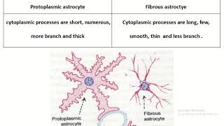 Astrocyte overview and protoplasmic astrocyte vs fibrous astrocyte [upl. by Bussey]