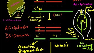 TransposonsTransposable genetic elements [upl. by Vallo]