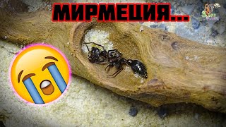 Мирмеция мертва но я ещё нет ● Myrmecia pyriformis [upl. by Aeduj]