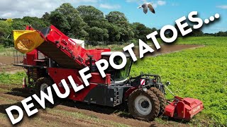 4Kᵁᴴᴰ Harvest 2024 Valcourt Farms Dewulf potato harvester near Sudbourne in Suffolk [upl. by Athenian817]