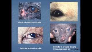 Systemic Disease and the Eye Dermatologic and Conjunctival Manifestations [upl. by Yrruc729]