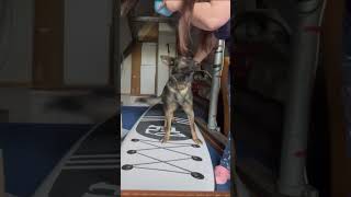 how to train dog stand on paddle board [upl. by Nered]