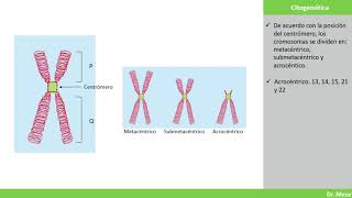 Genética  Conceptos de citogenética [upl. by Nwad]