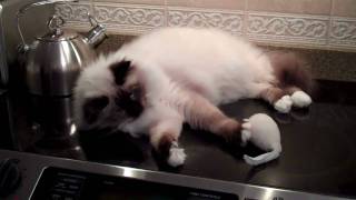 George the Busy Birman Kitten [upl. by Harmonie]