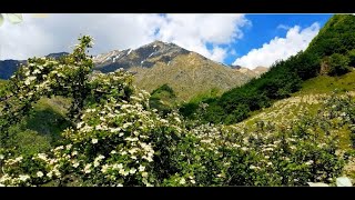 The flowers of Laga [upl. by Carroll]