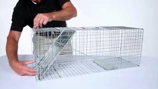 How to Set Havahart® Large 1Door Trap Model 1079 for Raccoons Cats Groundhogs and Opossums [upl. by Aniratak]