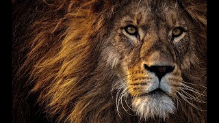 The king of the Savannah A lions story  Documentary  kashur planet [upl. by Miza]