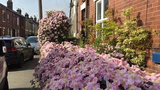 My Clematis Montana ‘Mayleen’ 14523 [upl. by Vanhomrigh]