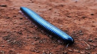 Black Giant Millipede  Disgusting Things [upl. by Weintrob]