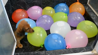 Sausage dog puppy vs water balloons [upl. by Maziar]