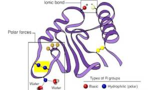 tertiary structure [upl. by Adnoral]