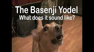 Basenji Yodel  What does it sound like [upl. by Yellhsa]