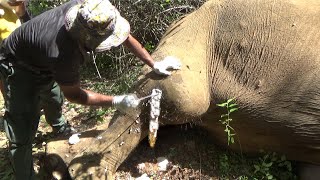 Huge Angry Bull suffering with an Abscess Popped in the Leg gently treated by the Brave officers [upl. by Tania97]