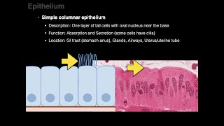 Epithelium [upl. by Eberhart]