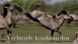 Paarden vechten in slow motion [upl. by Killy]